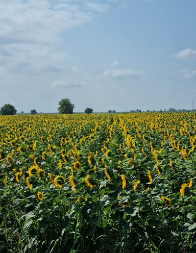 Sunflower Fields