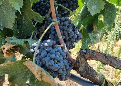 Duka Winery and Vineyard