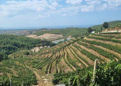 Duka Winery and Vineyard