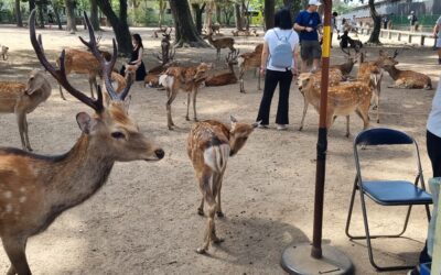 The Day I Got Mugged by a Deer in Nara