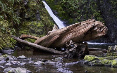 Into the Ancient Forest: Exploring Goldstream Provincial Park
