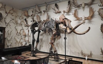 The Hand of Man Museum: One of Duncan’s Most Unexpected Discoveries